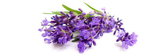 L'huile essentielle de Lavande Vraie